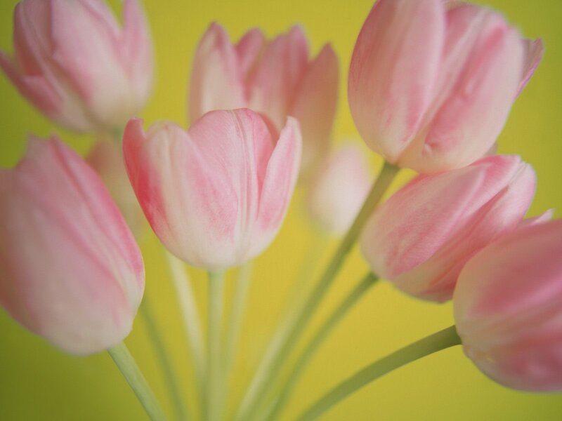 Pink tulips on yellow