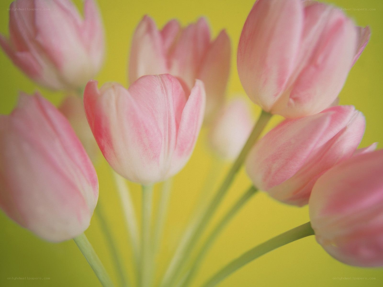 Pink tulips on yellow