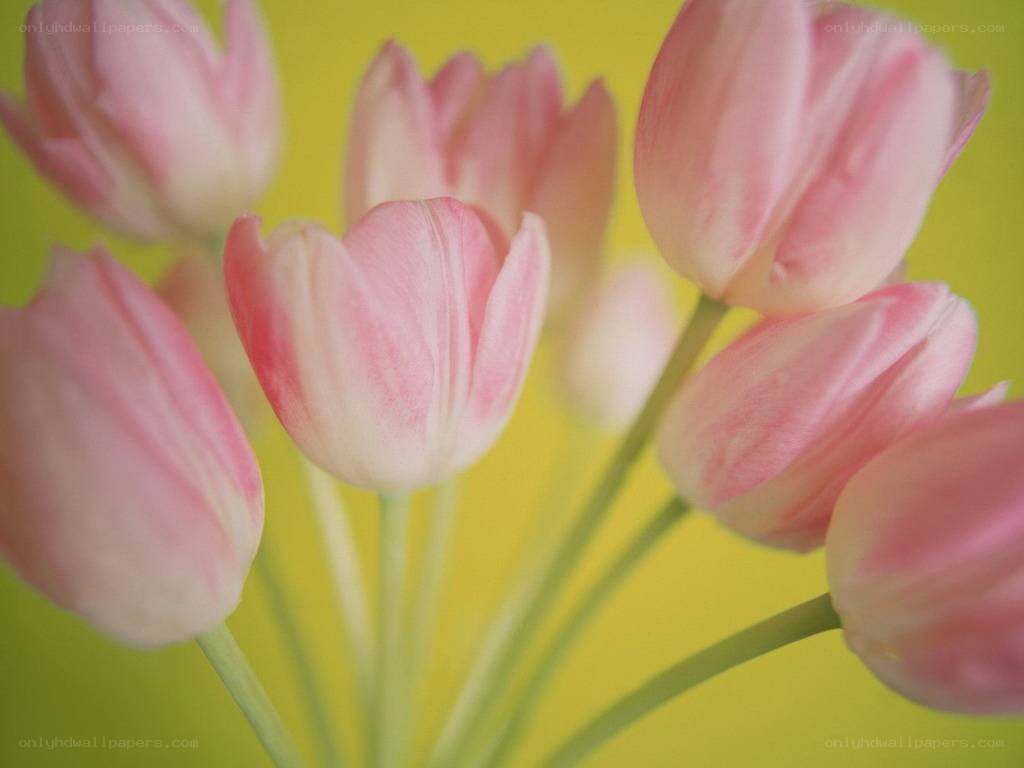 Pink tulips on yellow