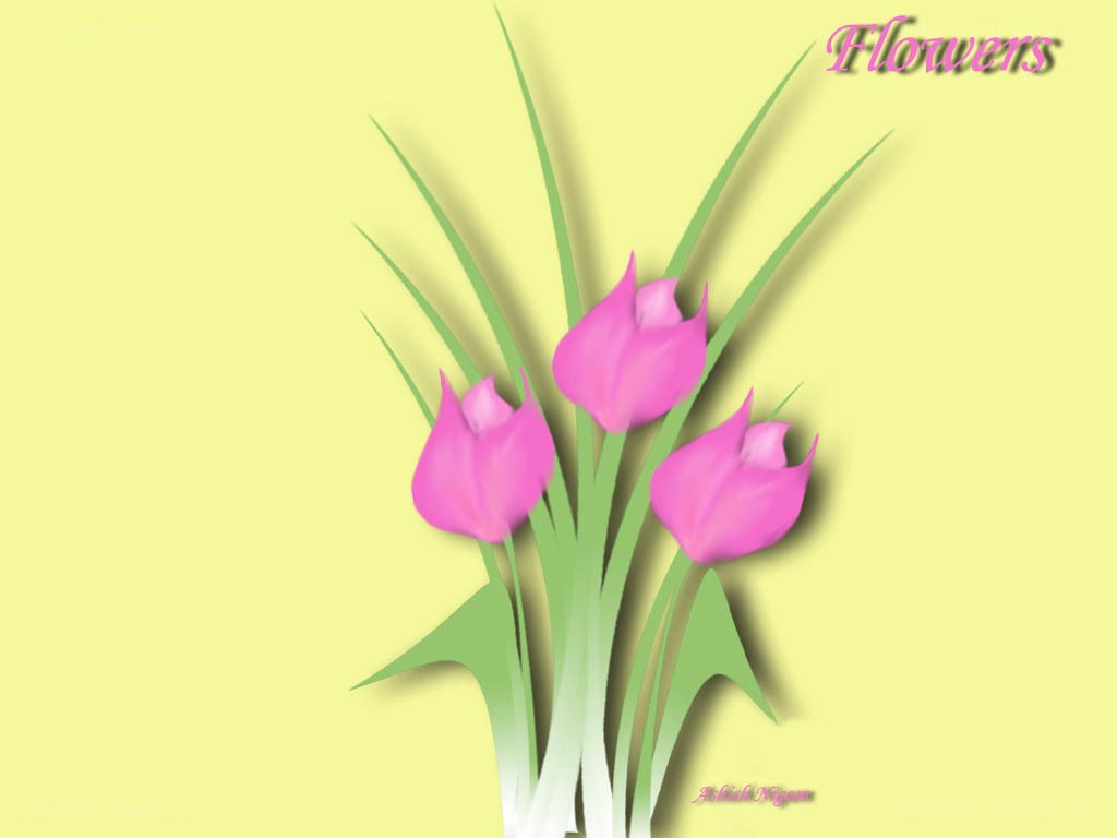 pink tulips on yellow