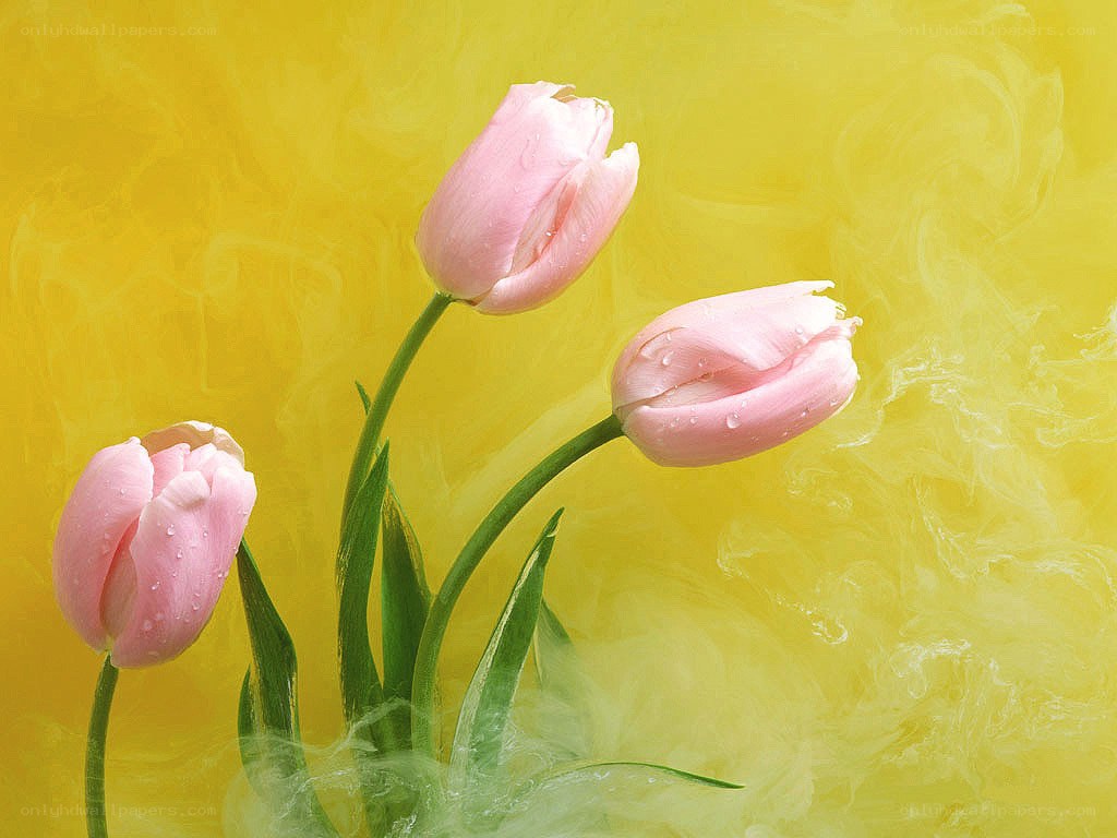 Pink tulips on yellow background