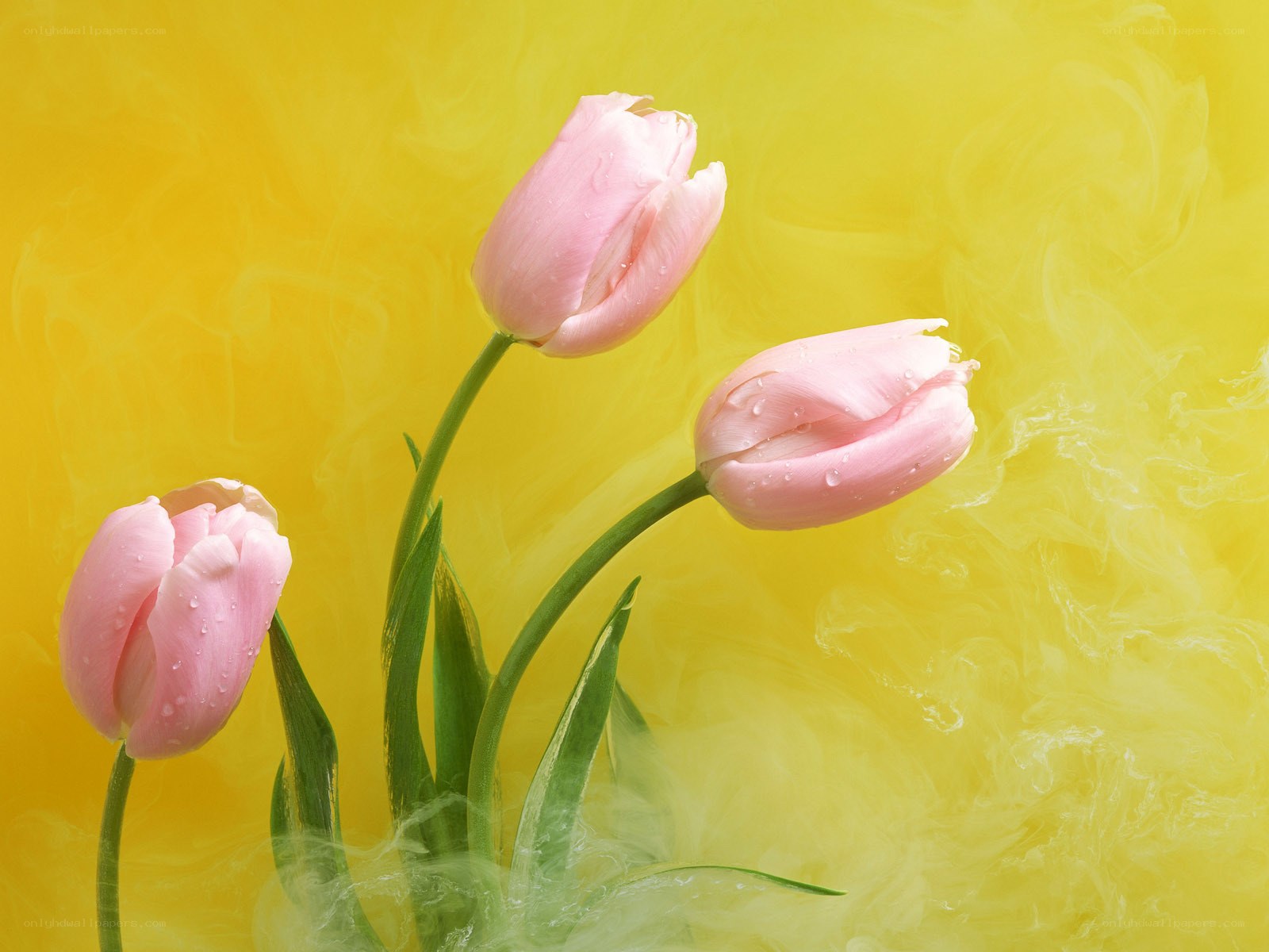 Pink tulips on yellow background