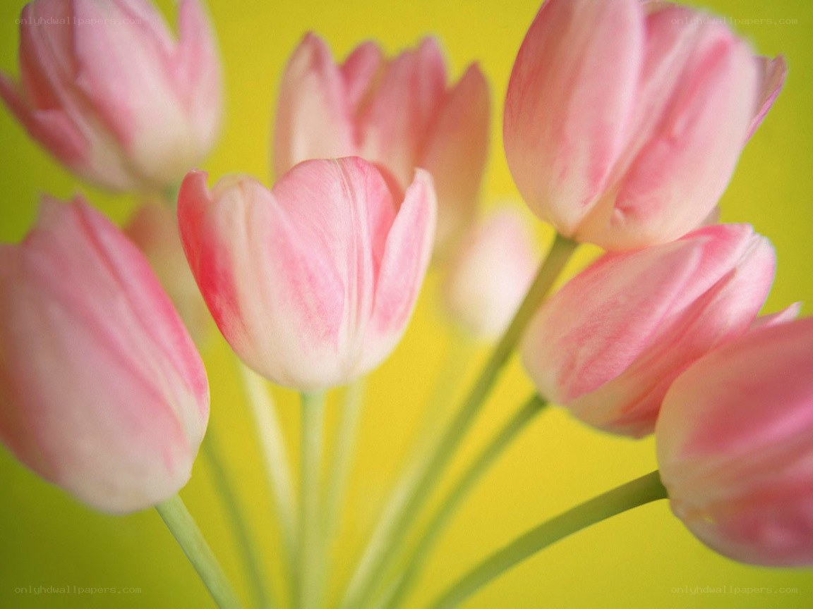 Pink tulips on yellow background