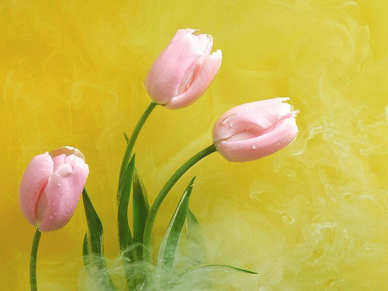 Pink tulips on yellow background