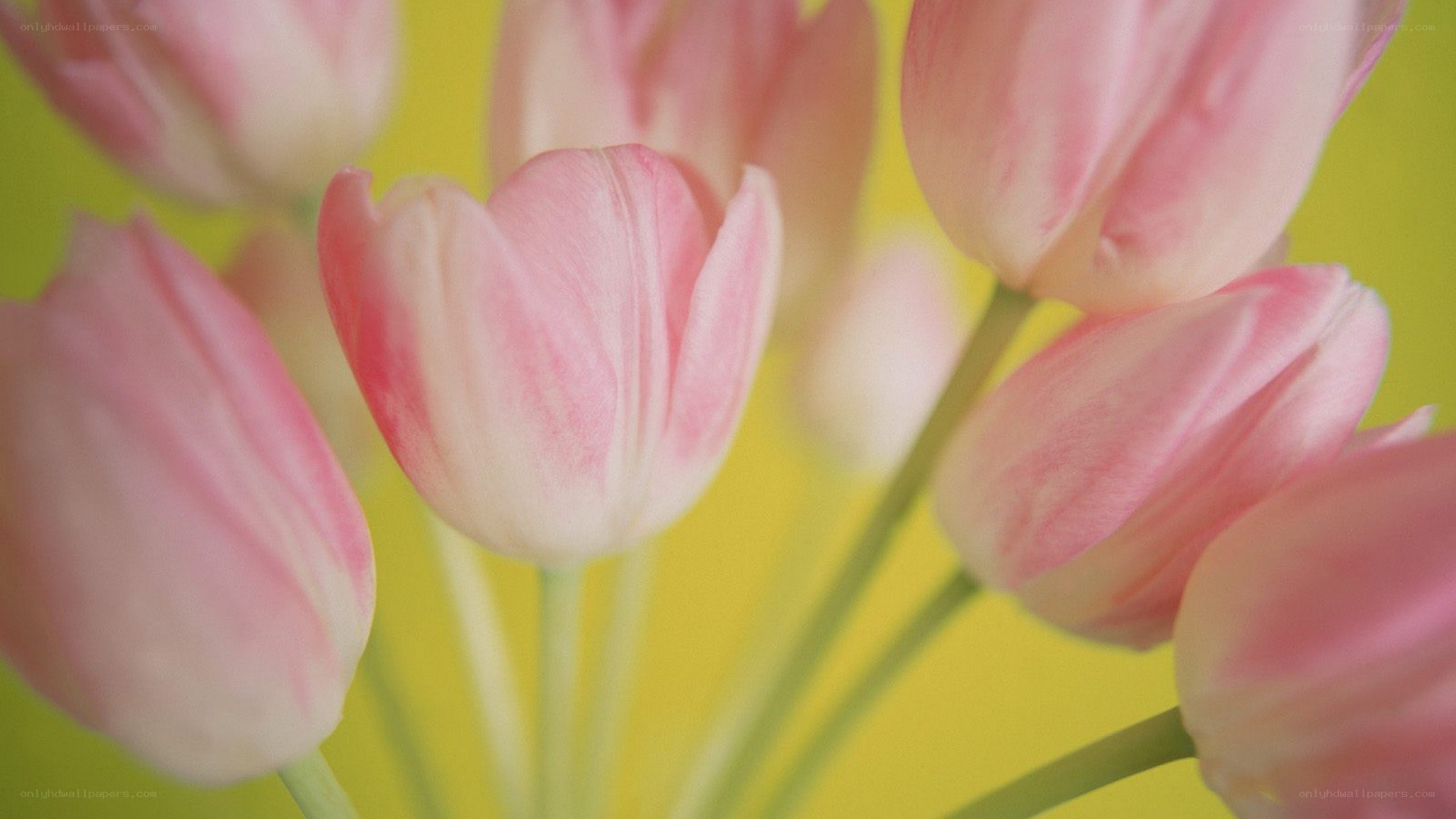 Pink tulips on yellow