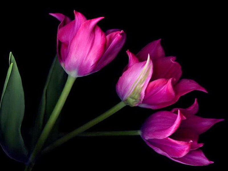 Pink Tulips — Purple