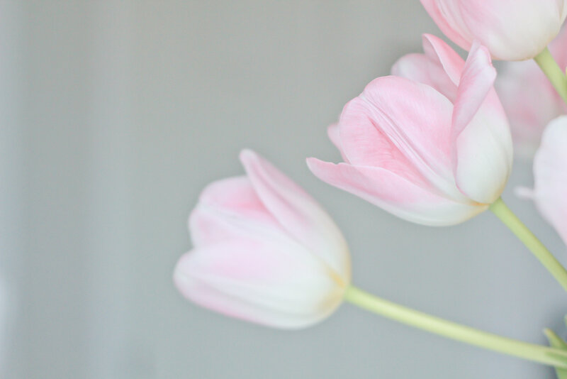Pink Tulips — Serene, Photograph, Flowers