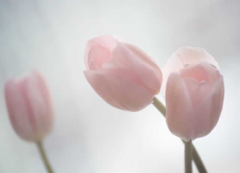 Pink Tulips — Serene, Photograph