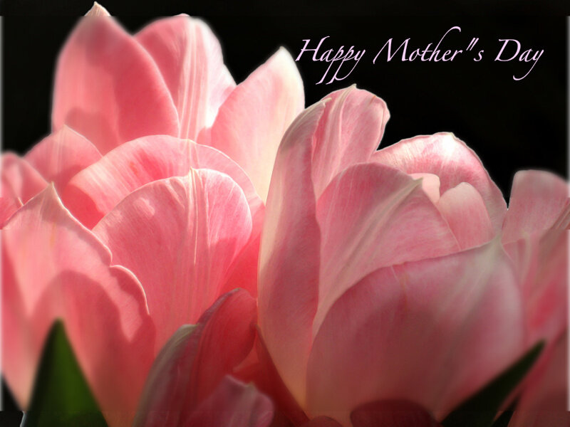 Pink Tulips — Serene