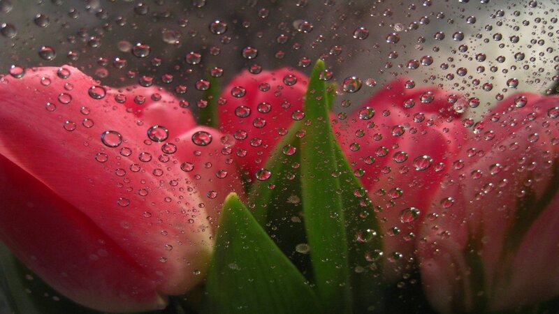 Pink Tulips Through Glass