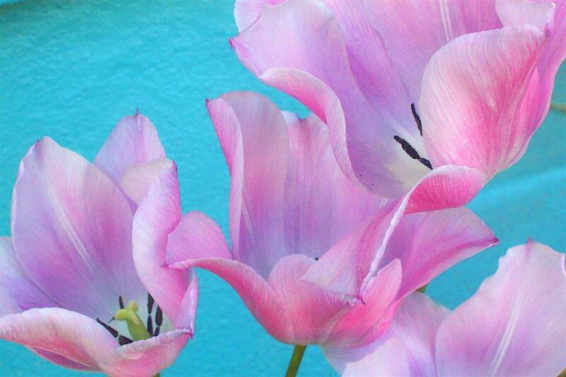 Pink Tulips
