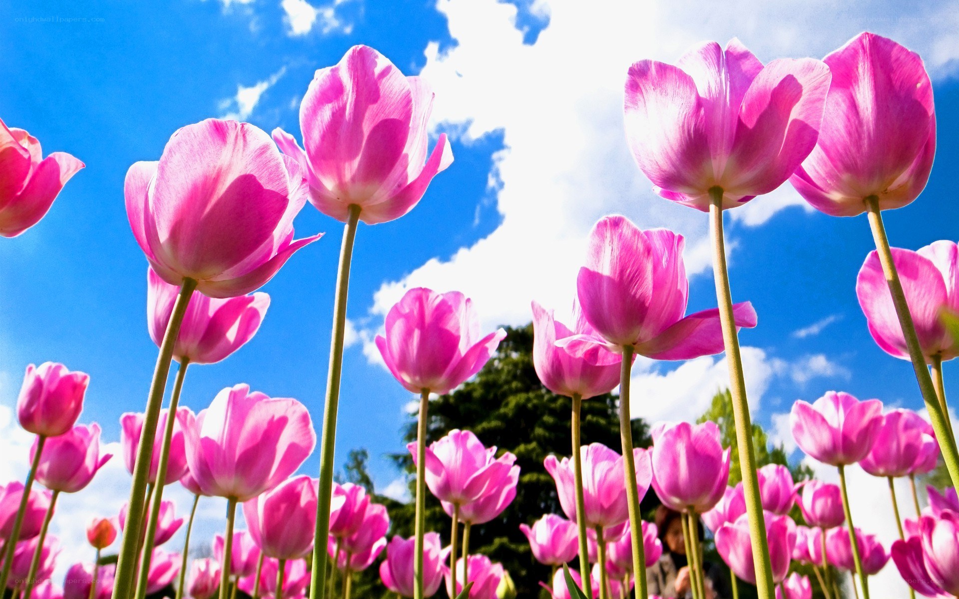 Pink tulips under blue sky
