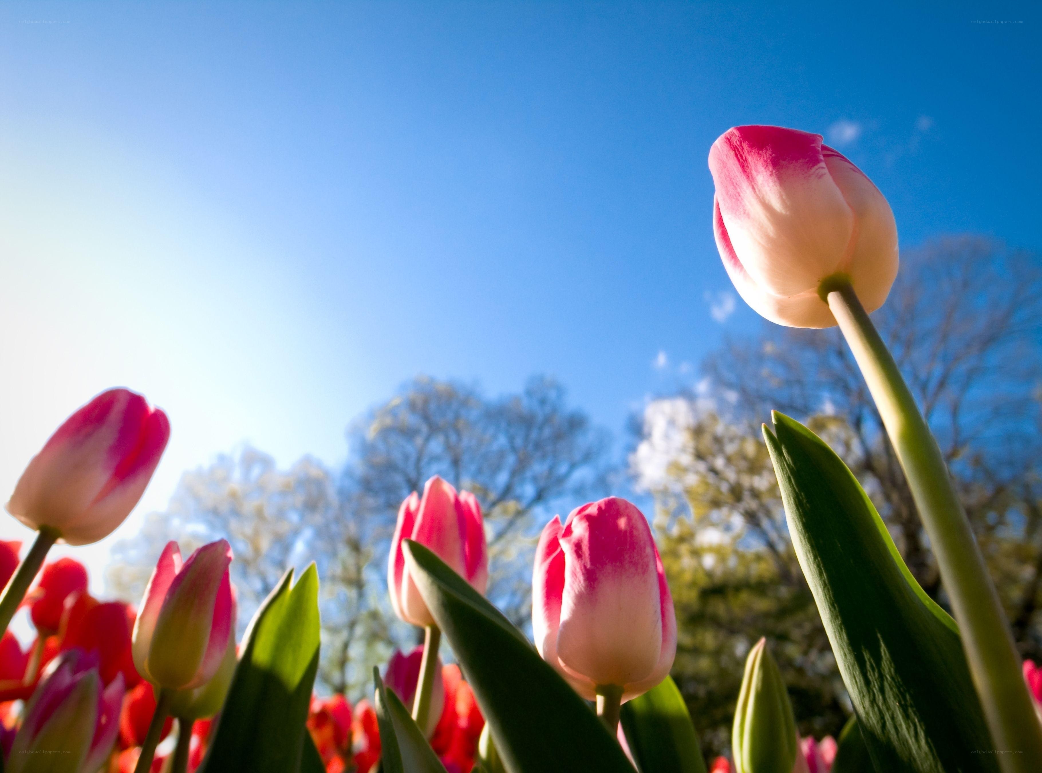 Pink tulips under blue sky