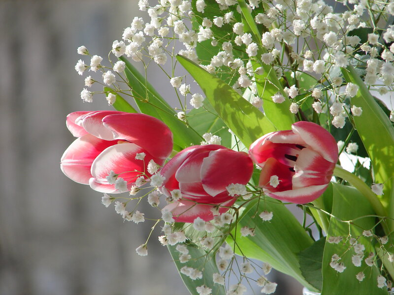 Pink Tulips with Baby's Breath