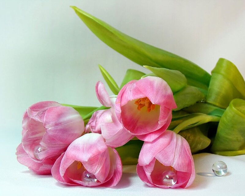 Pink Tulips with Beads — Serene