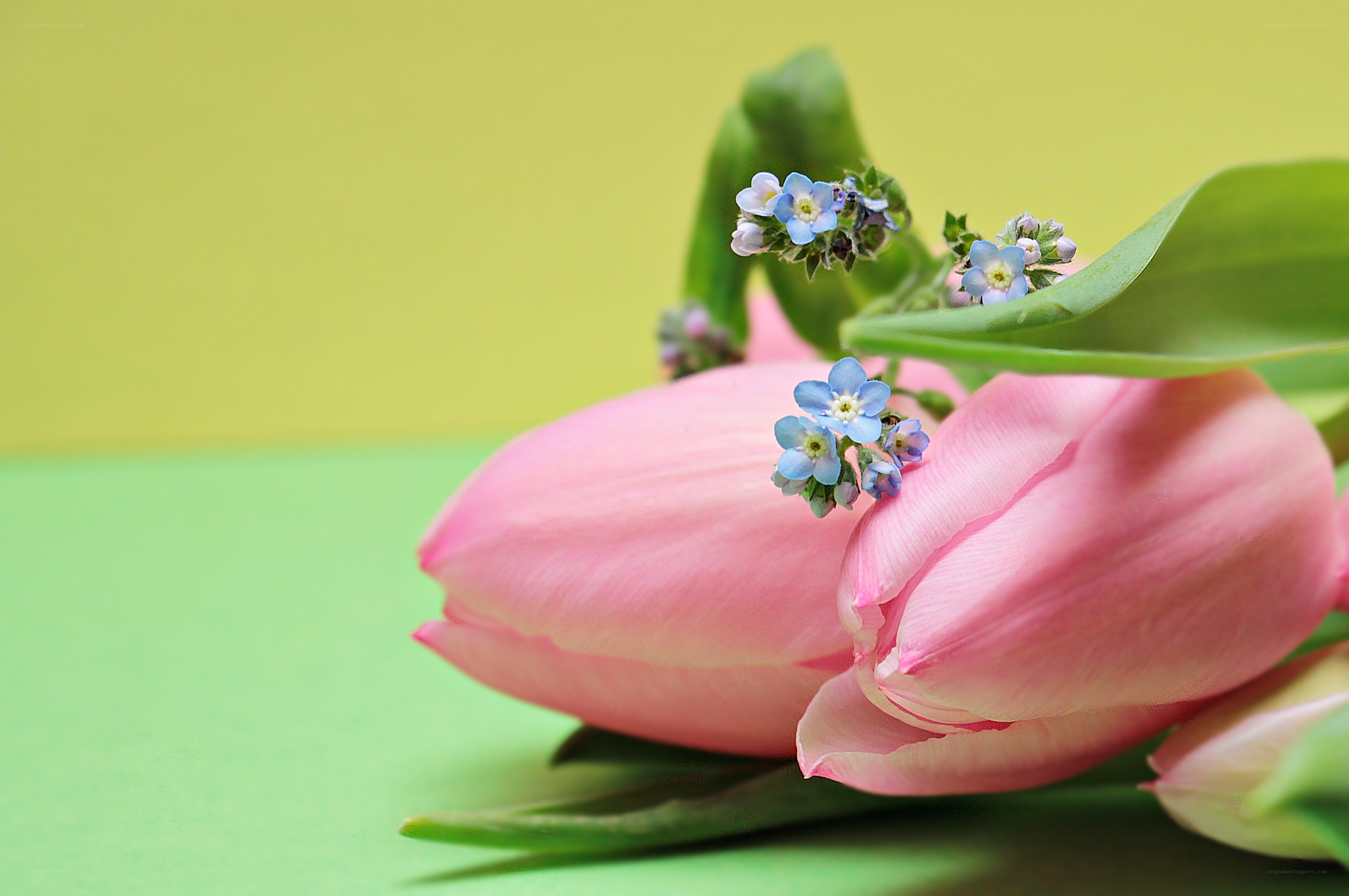 Pink tulips with blue flowers