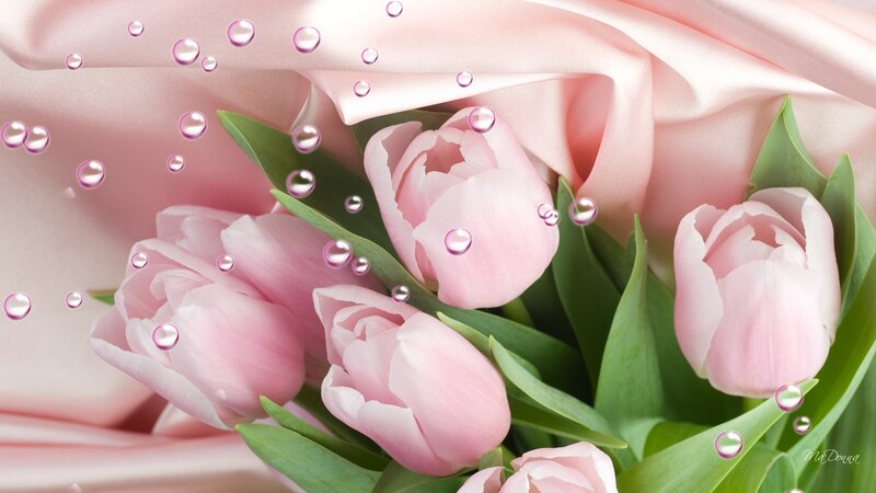 Pink Tulips with Bubbles