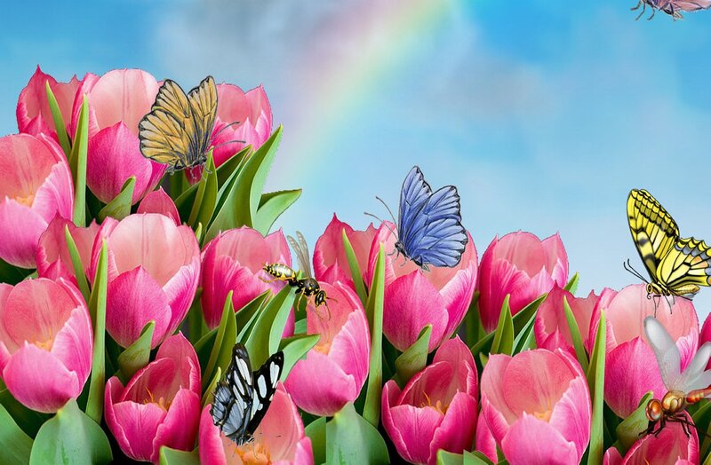 Pink Tulips with Butterflies — Serene