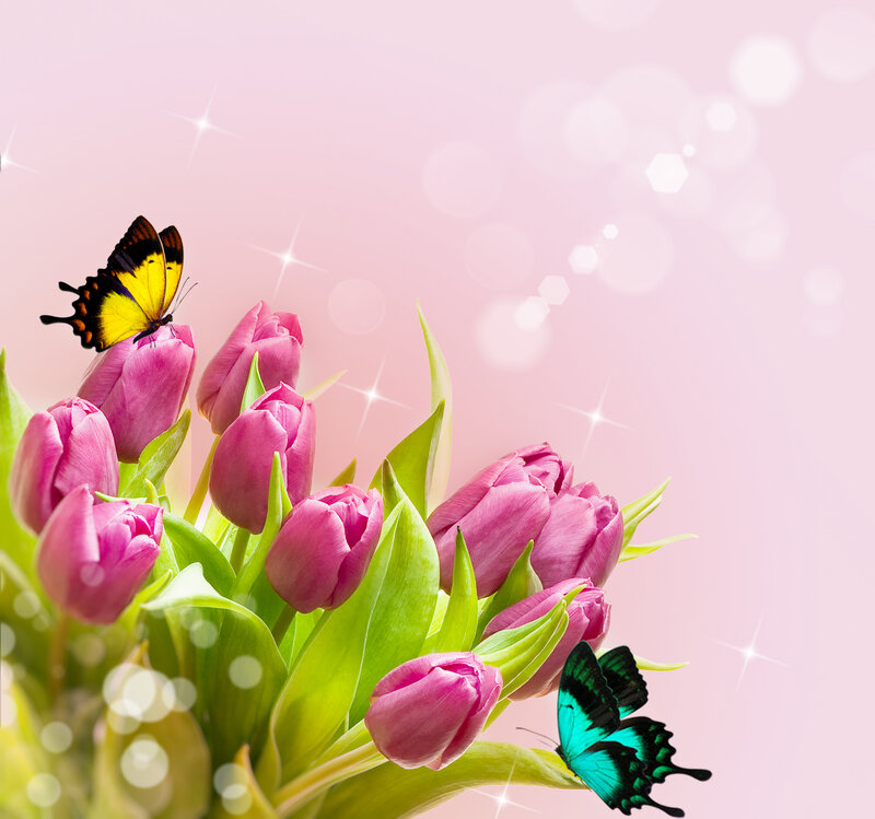 Pink Tulips with Butterflies