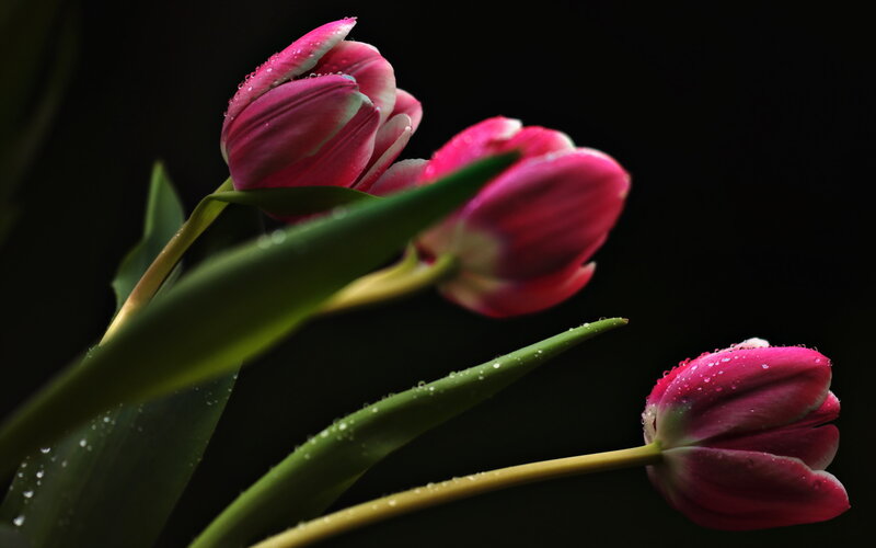 Pink Tulips with Dew — Dramatic
