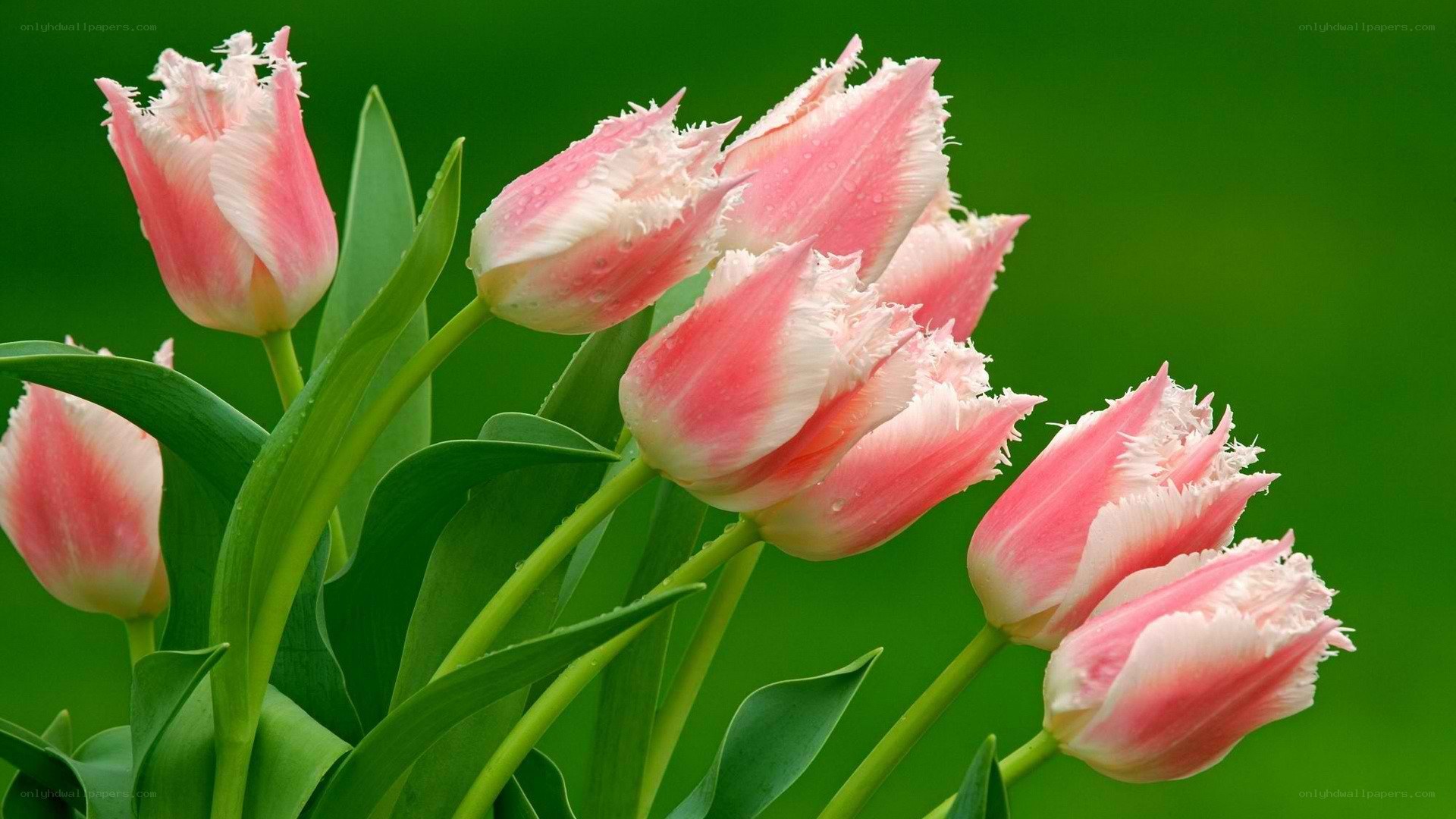 Pink tulips with dew drops