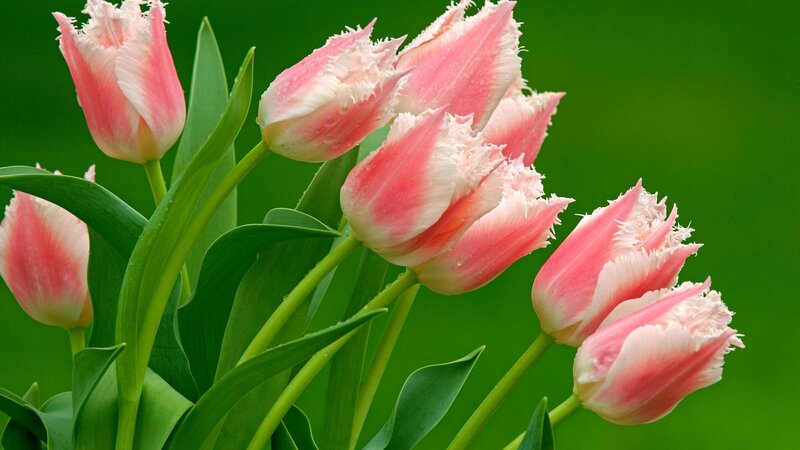 Pink tulips with dew drops