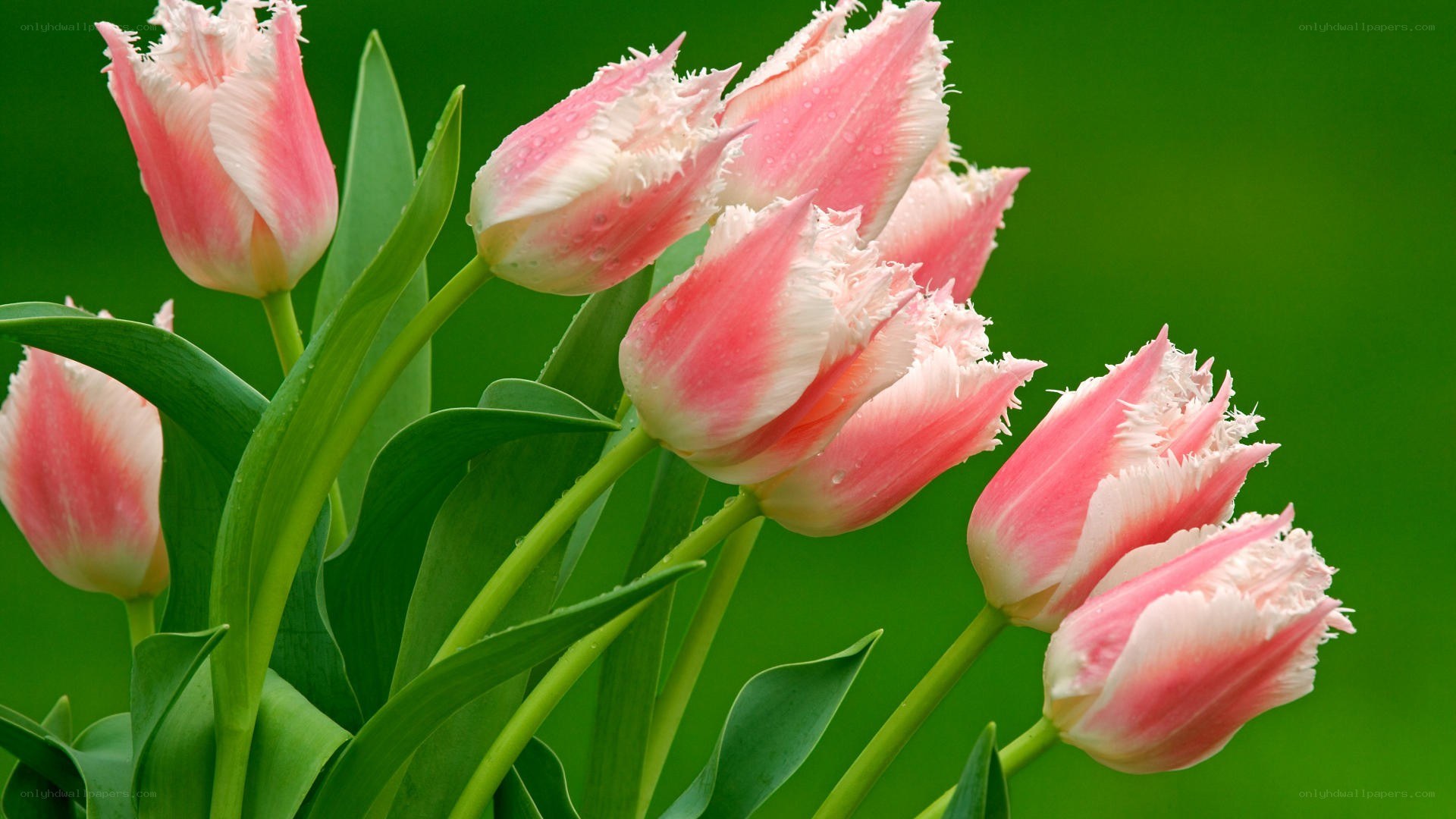Pink tulips with dew drops