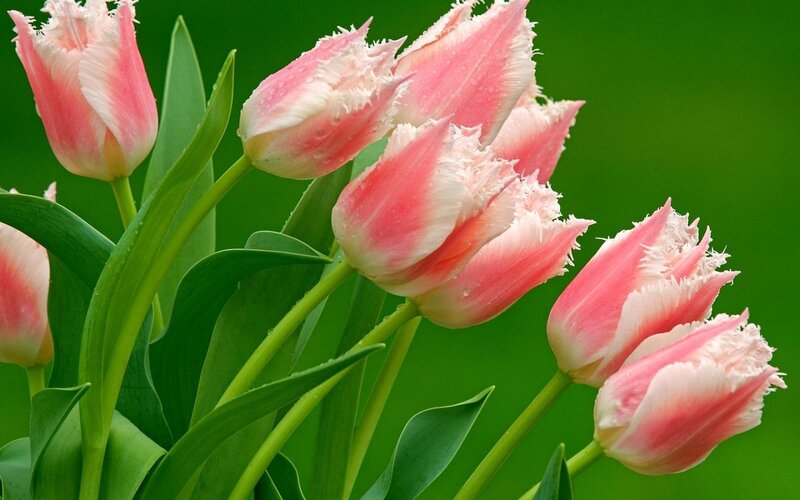 Pink tulips with dew drops