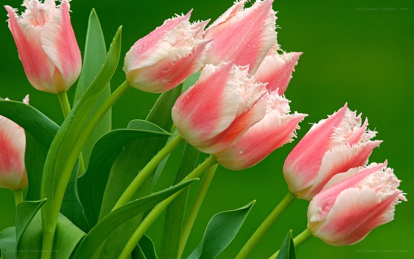Pink tulips with dew drops