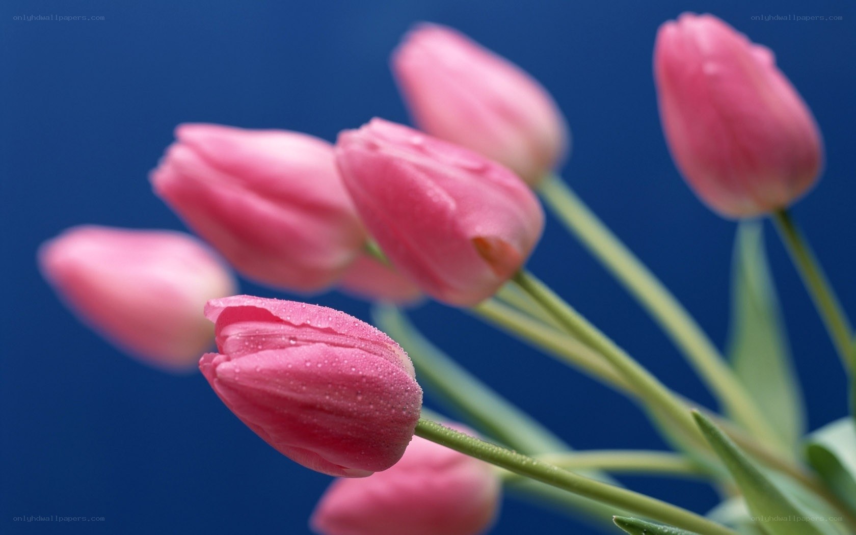 Pink tulips with dew drops