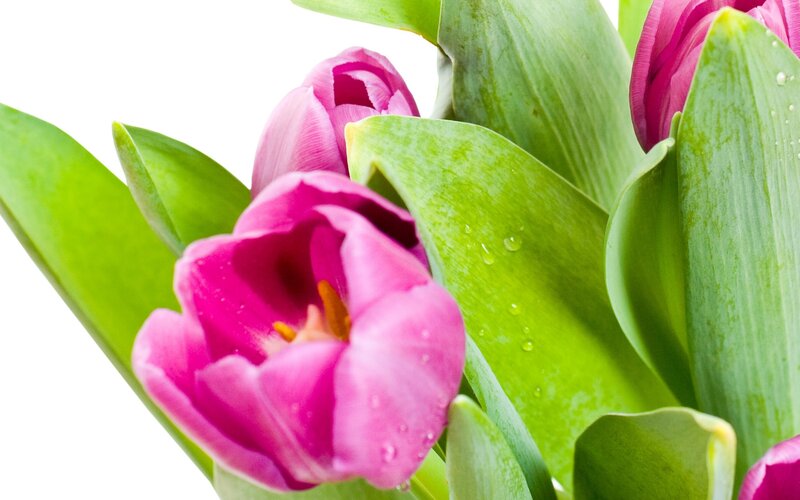 Pink Tulips with Dew — Fresh