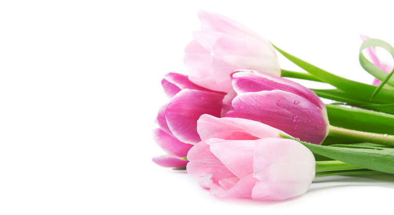 Pink Tulips with Dew — Serene