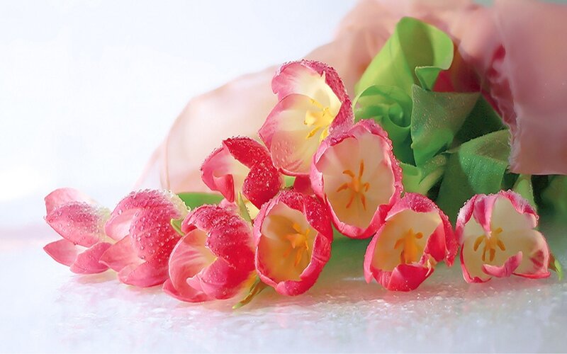 Pink Tulips with Dew