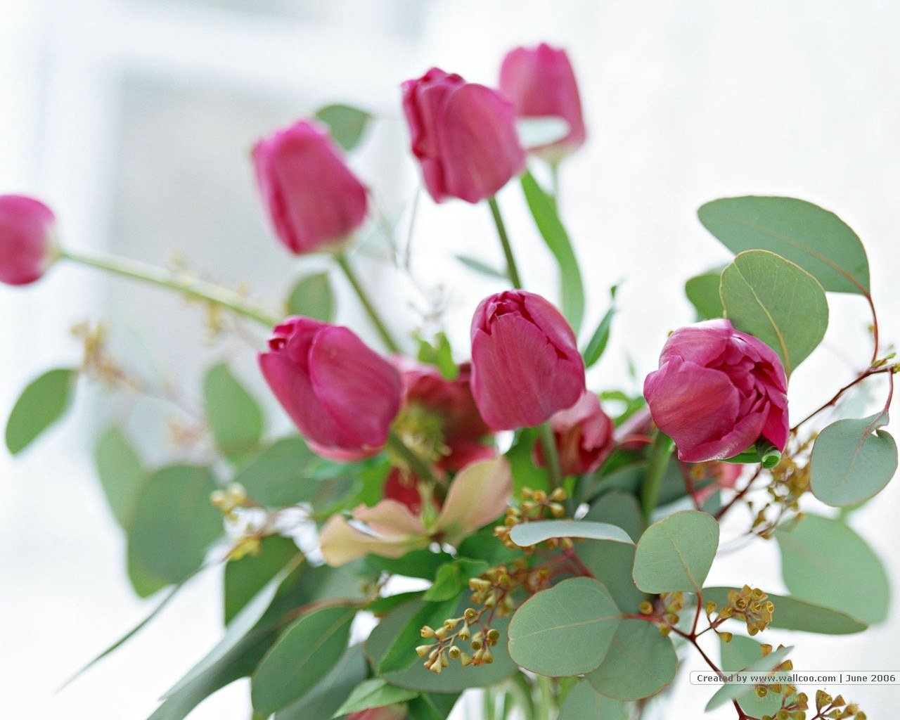Pink tulips with eucalyptus