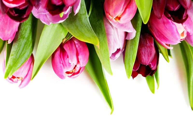Pink Tulips with Green Leaves — Calm