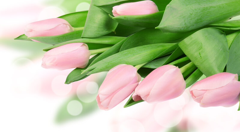 Pink Tulips with Green Leaves — Serene, Spring