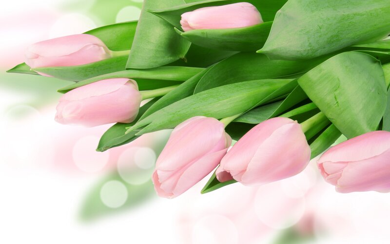 Pink Tulips with Green Leaves — Serene