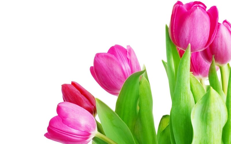 Pink Tulips with Green Leaves