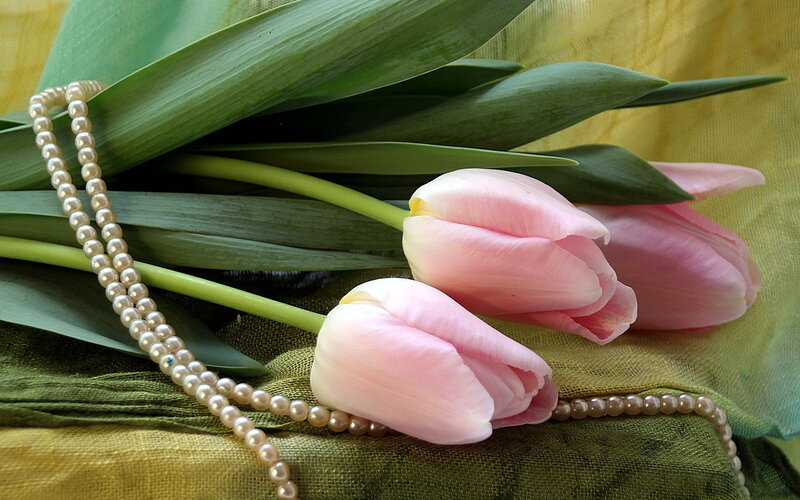 Pink Tulips with Pearls — Serene