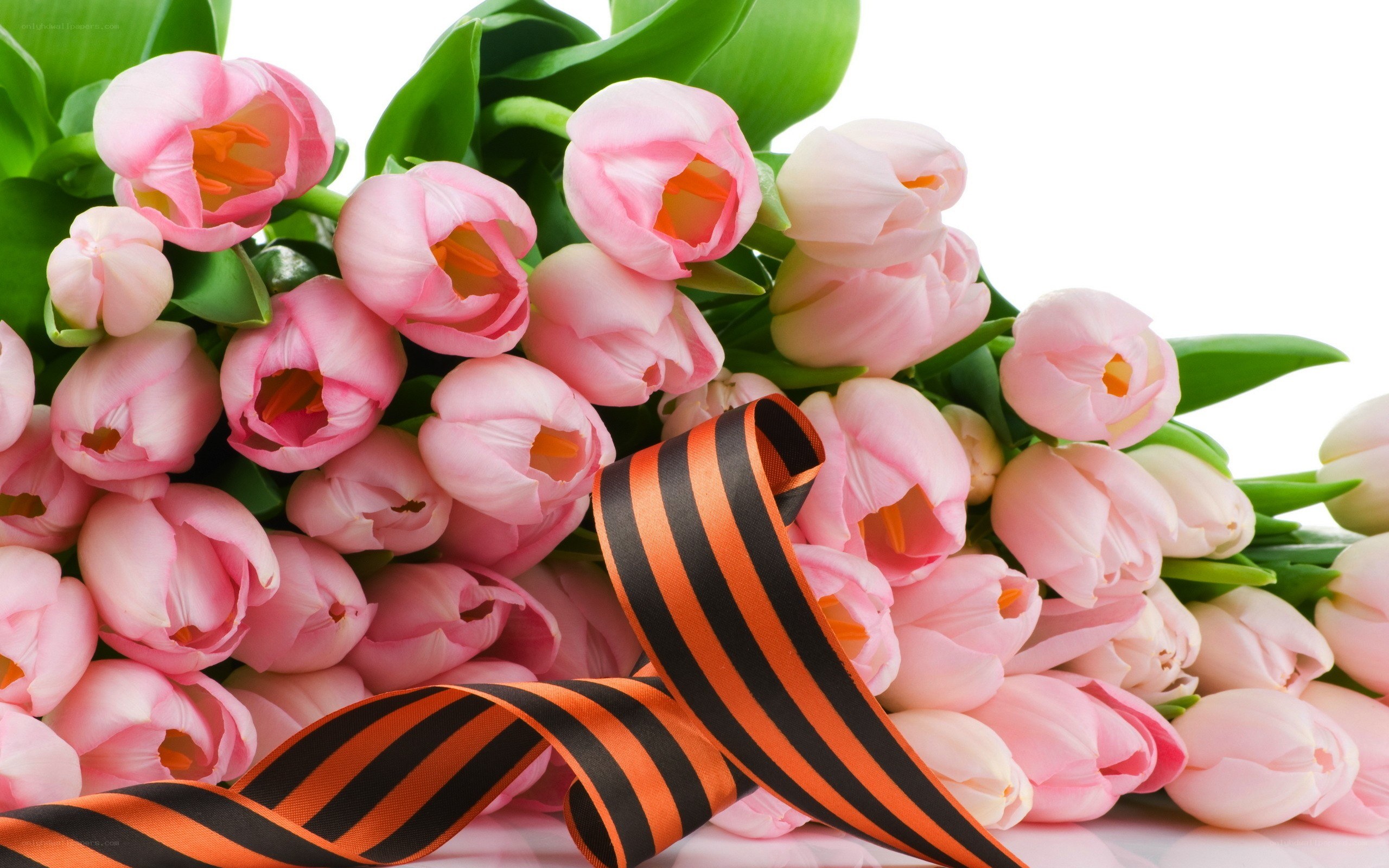 Pink tulips with ribbon