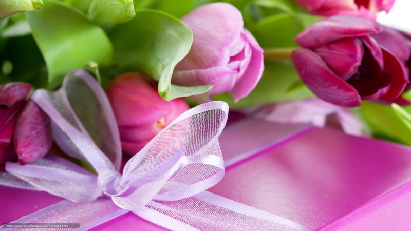 Pink Tulips with Ribbon — Festive, Spring
