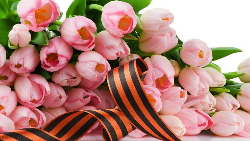 Pink Tulips with Ribbon — Peaceful, Photograph