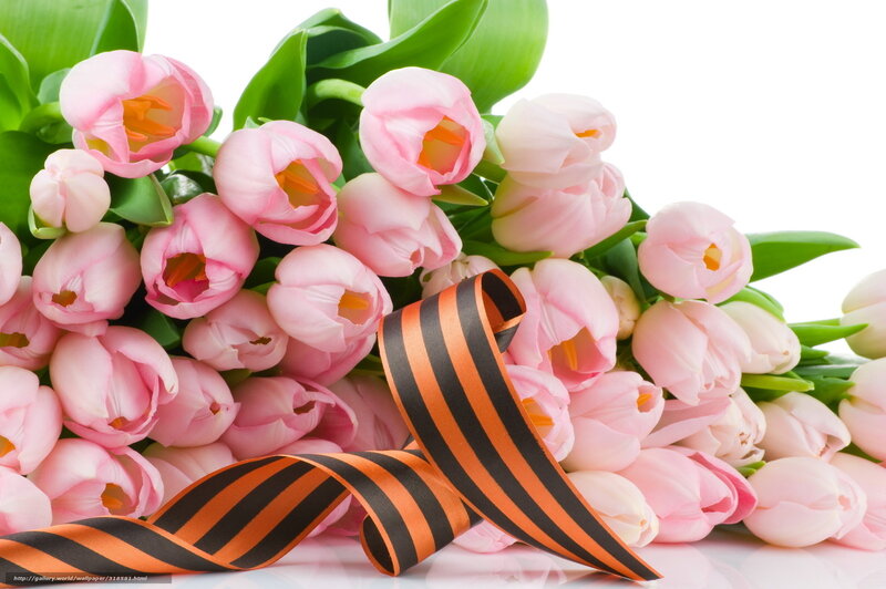 Pink Tulips with Ribbon — Peaceful, Spring, Photograph, Green Leaves