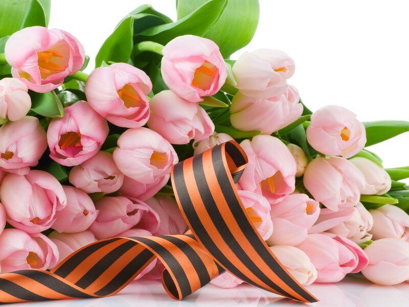 Pink Tulips with Ribbon — Peaceful, Spring
