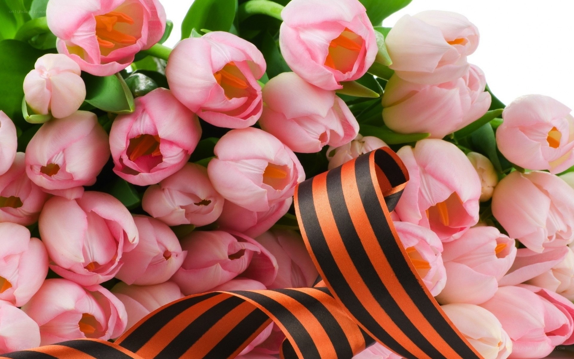 Pink tulips with ribbon