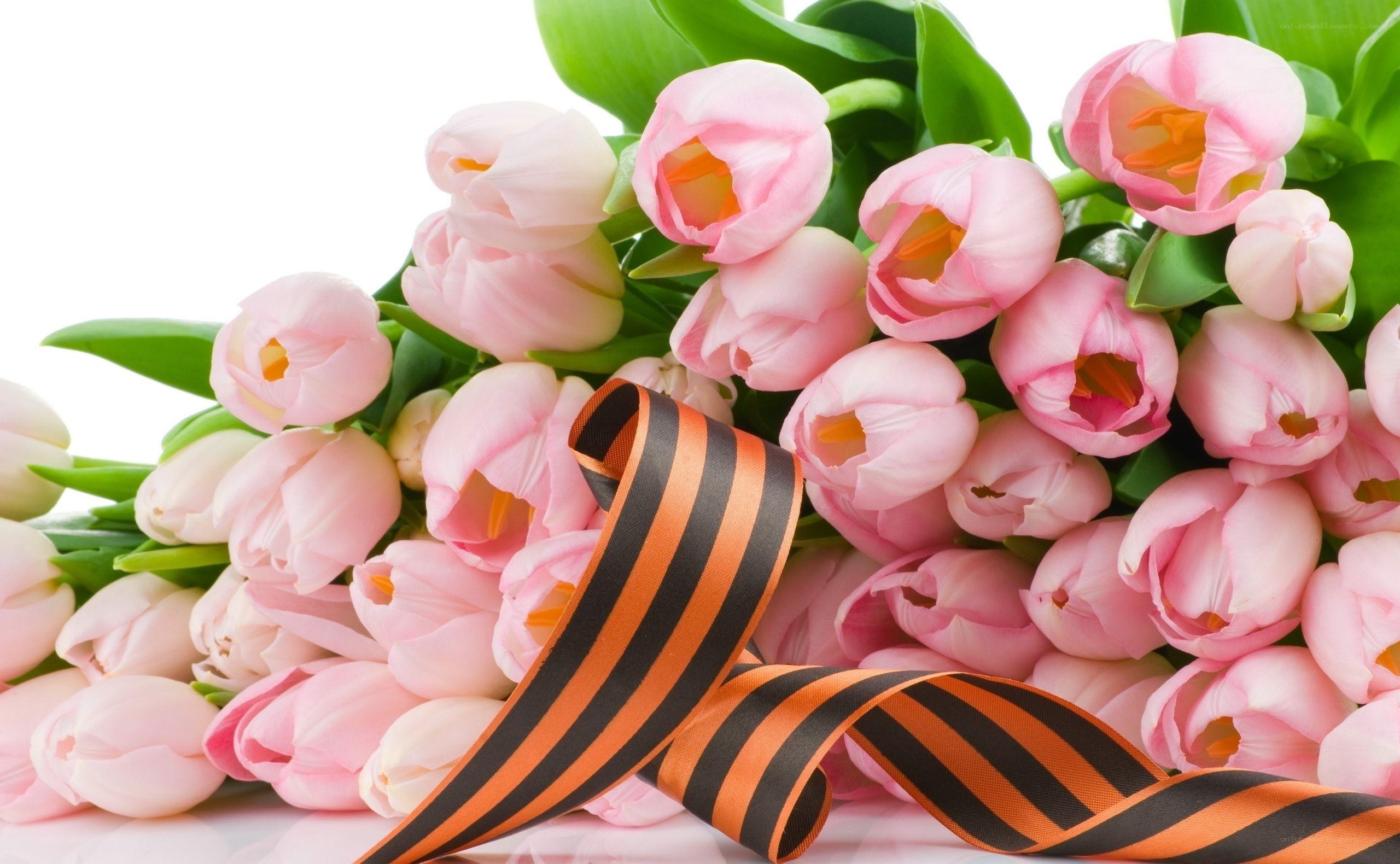 Pink tulips with St. George ribbon