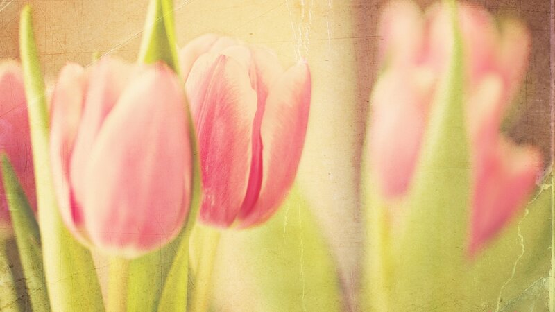 Pink tulips with vintage filter