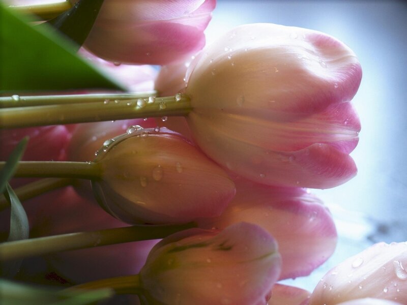 Pink tulips with water droplets