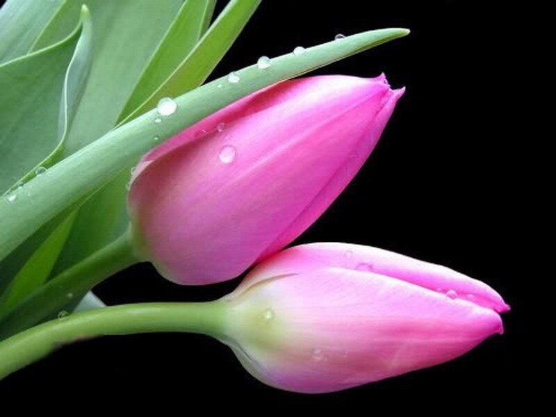 Pink tulips with water droplets