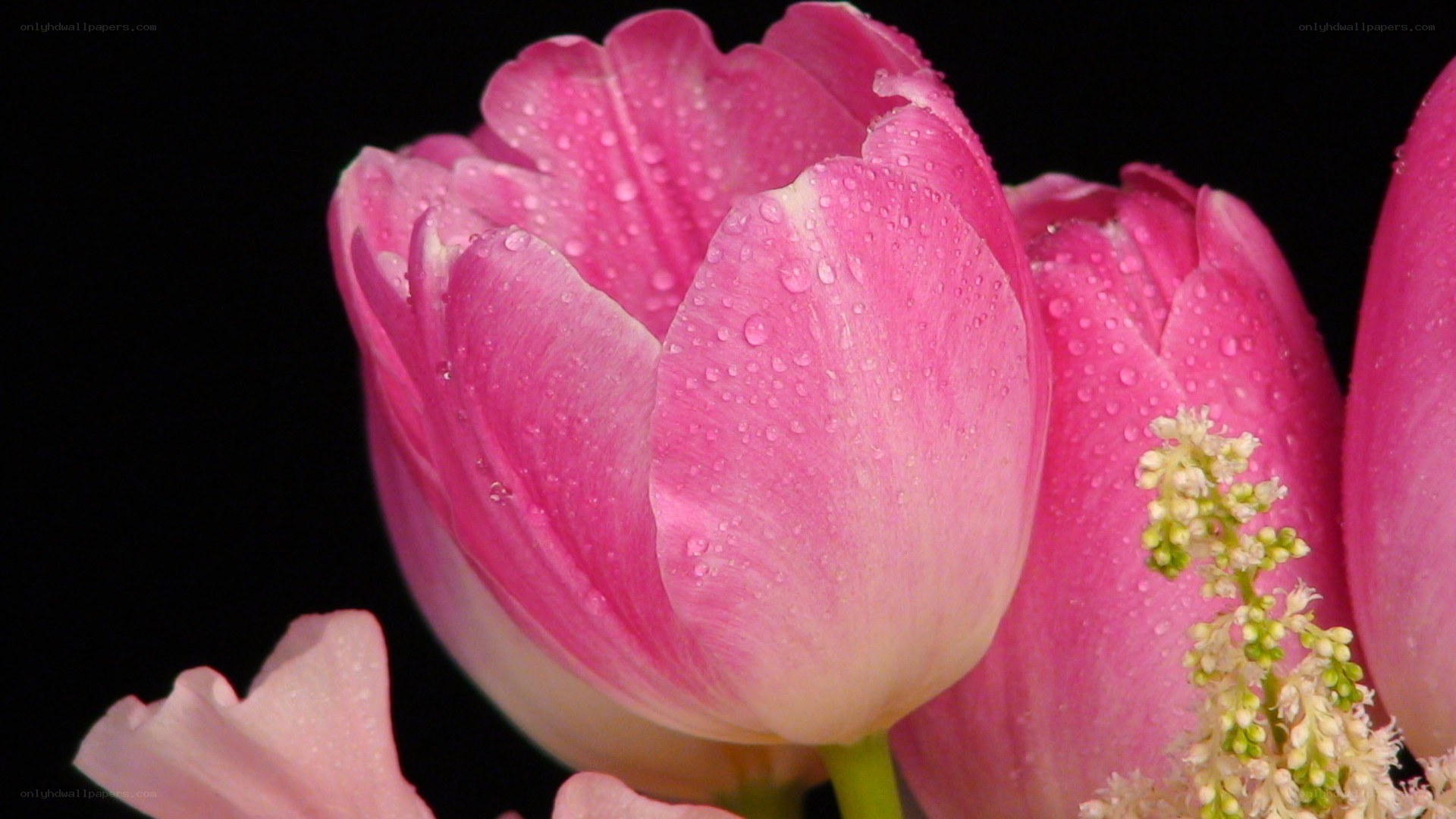 Pink tulips with water droplets